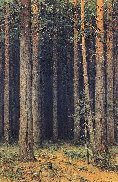 Ivan Shishkin Forest Reserve, Pine Grove